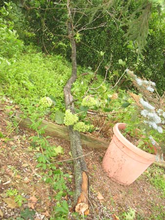 Tree down Hurricane Irene